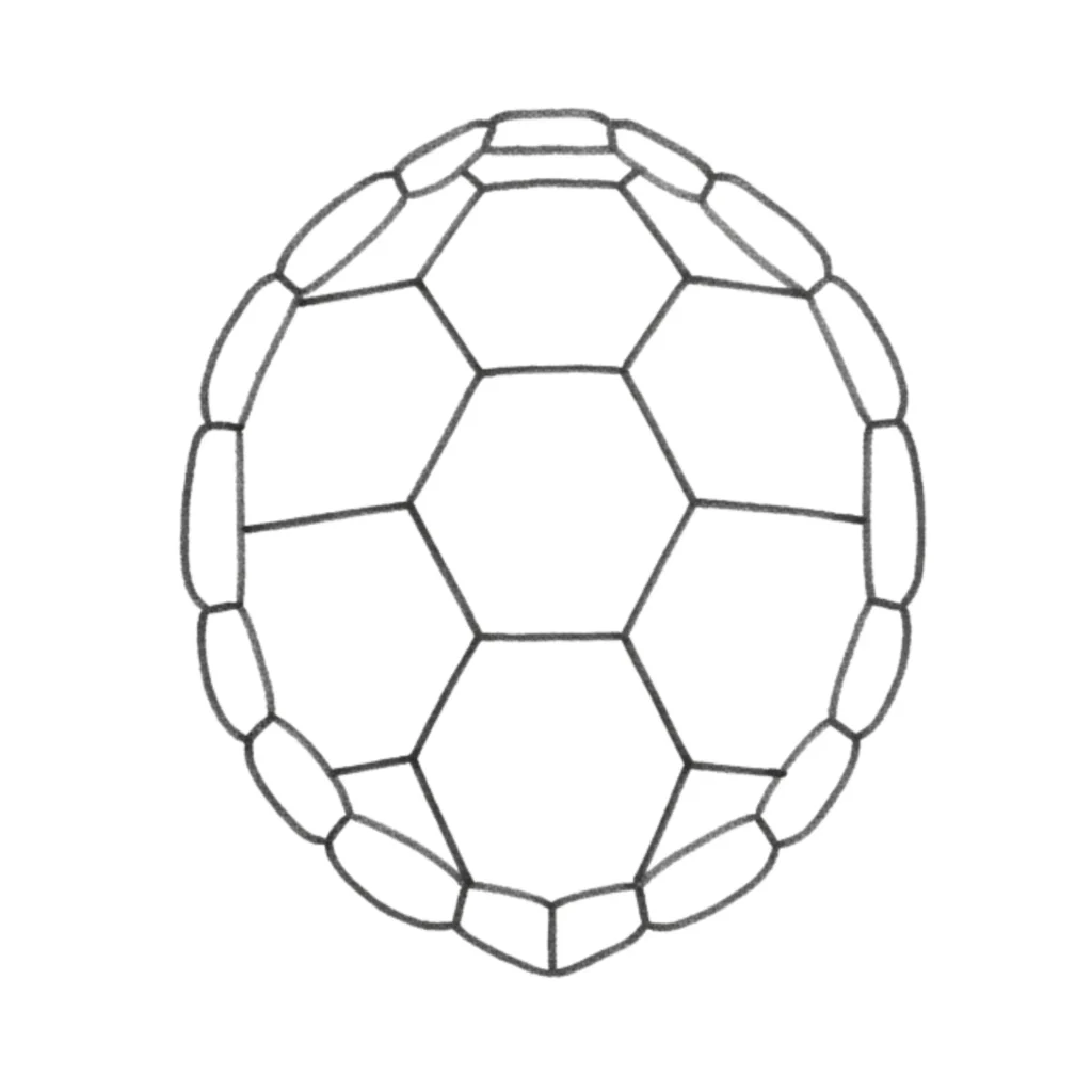 turtle shell