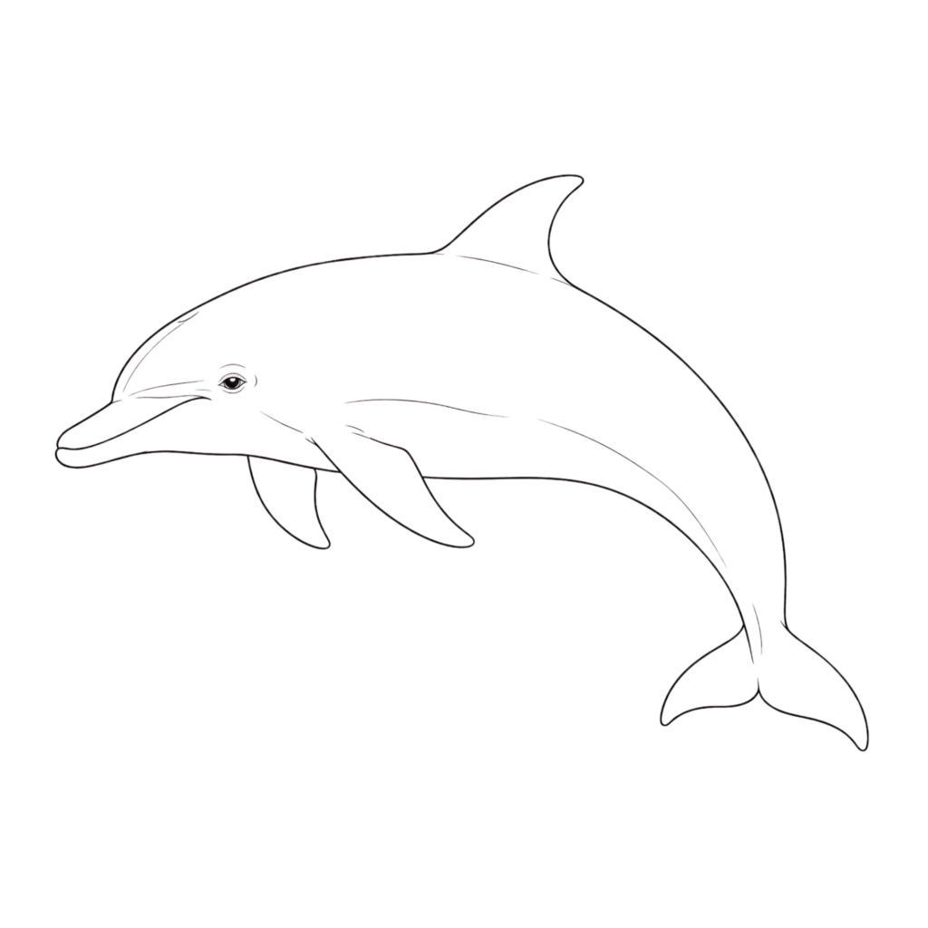 Realistic dolphin drawing