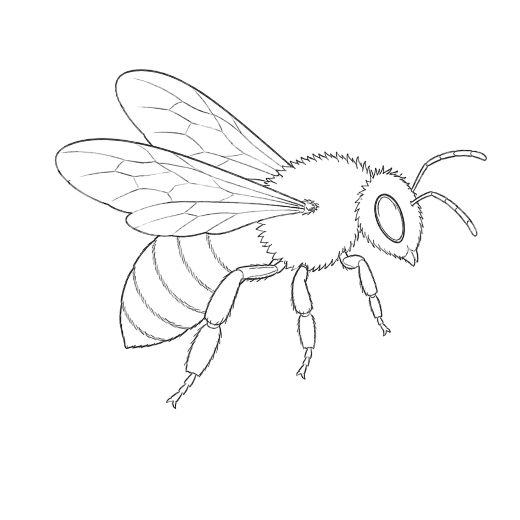 Realistic bee drawing